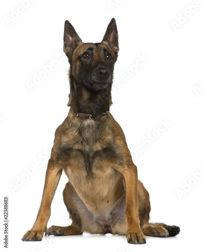 Belgian shepherd dog sitting in front of white background