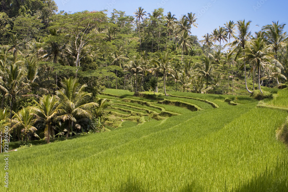 Kind on rice terraces, Bali, Indonesia..