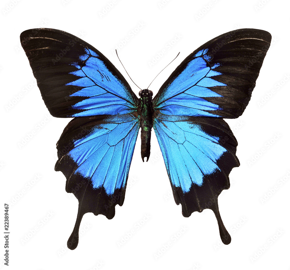 Insekt, Falter - blauer Schmetterling Stock-Foto | Adobe Stock