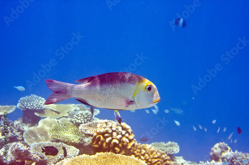 Fototapeta Naklejka Na Ścianę i Meble -  Indian ocean. .Fishes in corals.