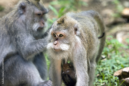 Long-tailed macaque © Konstantin Kulikov