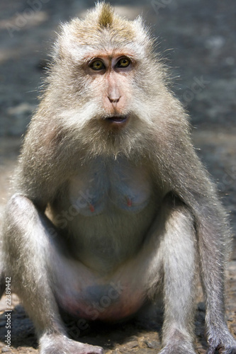 Long-tailed macaque © Konstantin Kulikov