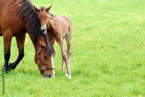 Valokuva mare and her foal