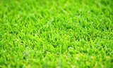 Grüner Fußball Rasen