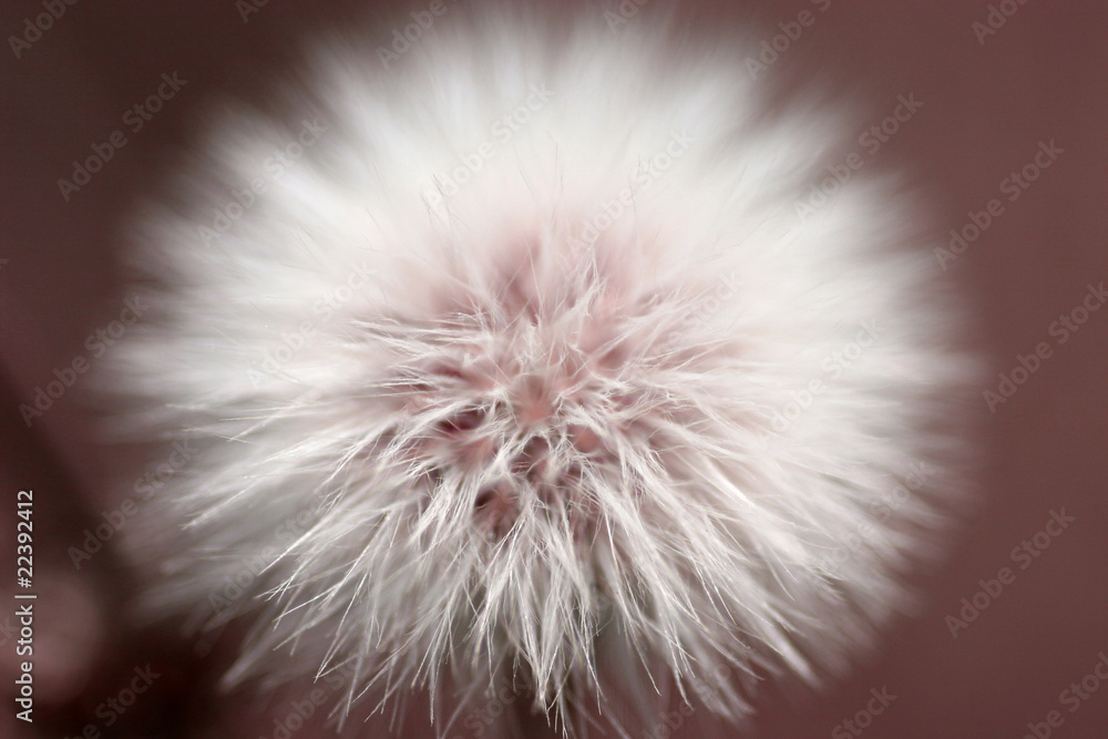 Fototapeta premium Flower