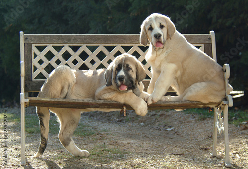 MASTINO SPAGNOLO photo