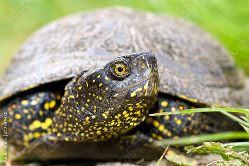 The European marsh turtle, Emys orbicularis photo