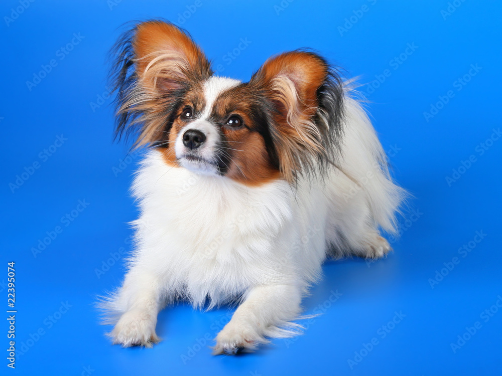 Young papillon Young papillon