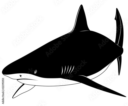 Shark, tattoo