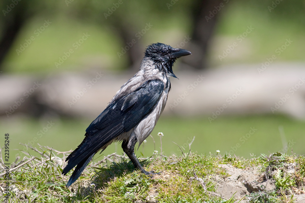 hooded crow ( Corvus corone cornix ) in bathtime hooded crow ( Corvus corone cornix ) in bathtime