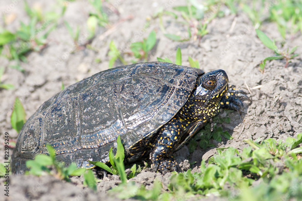The European marsh turtle, Emys orbicularis The European marsh turtle, Emys orbicularis