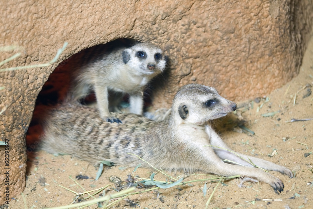 Fototapeta premium Meerkats