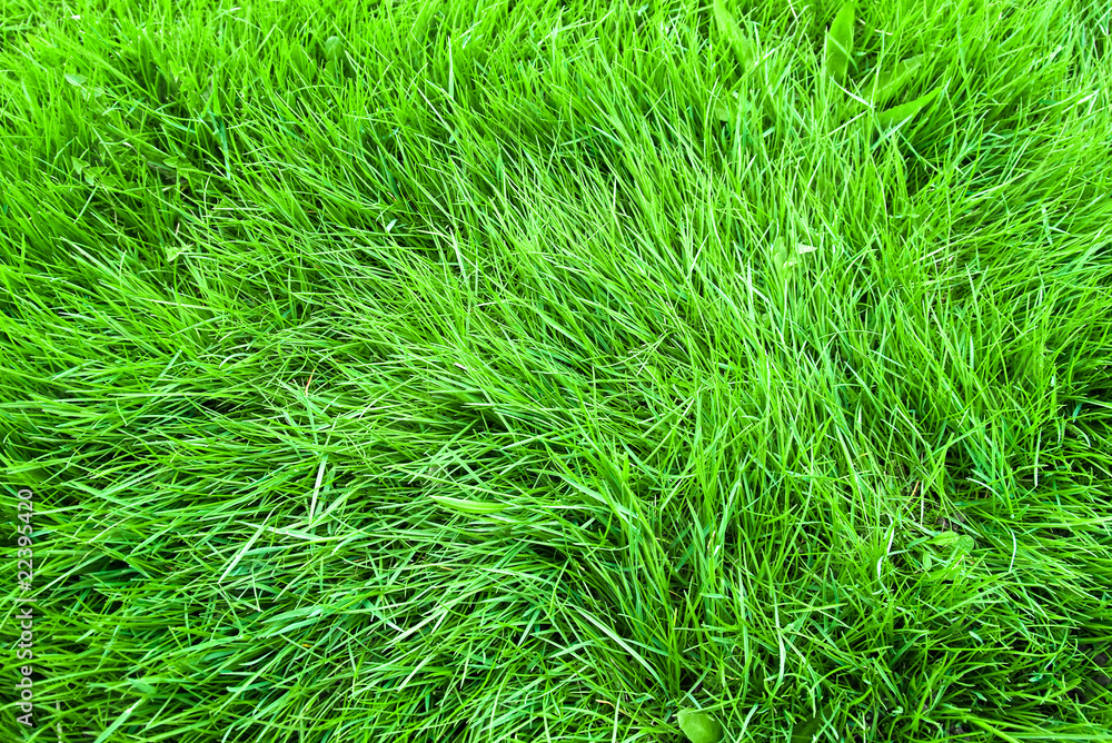 Background in the form of a young green grass Background in the form of a young green grass