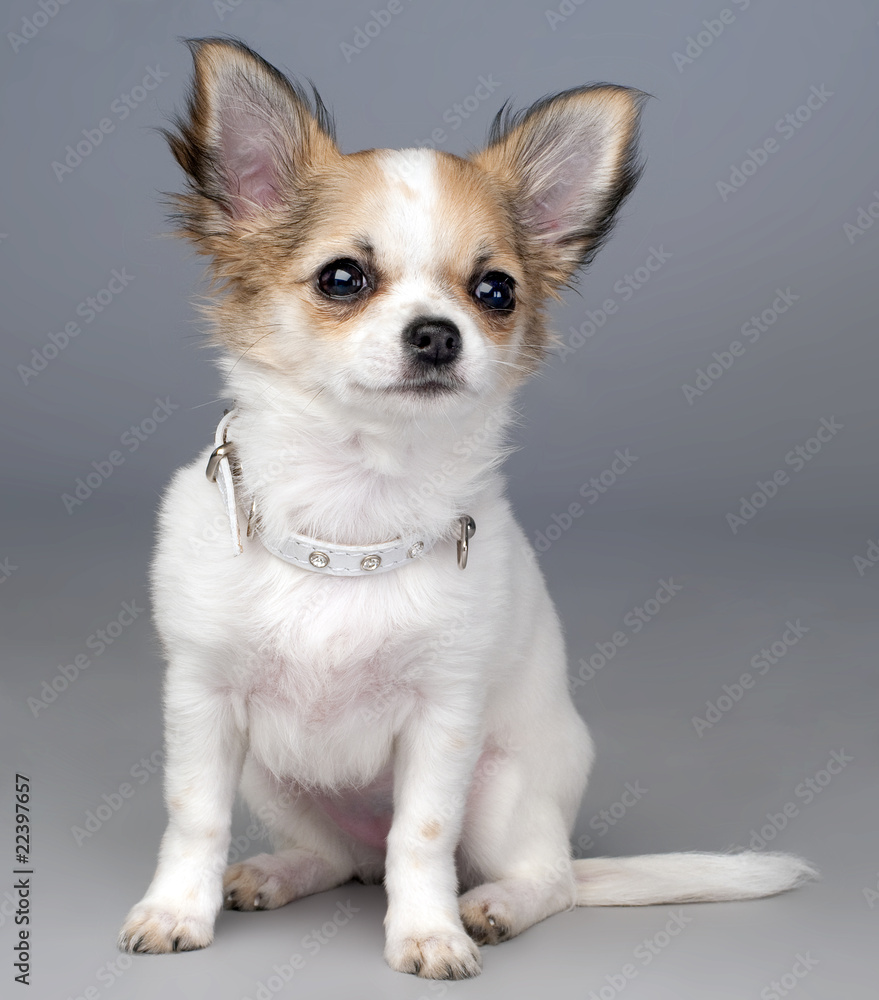 cute chihuahua puppy with a collar with crystals cute chihuahua puppy with a collar with crystals