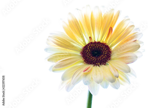 Gerbera
