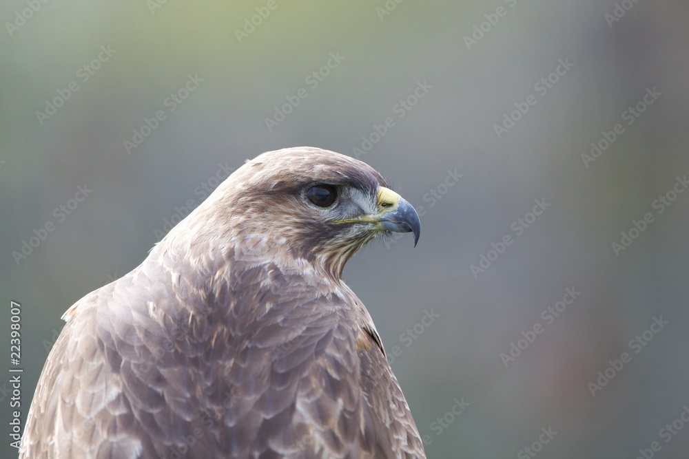 Buzzard Buzzard