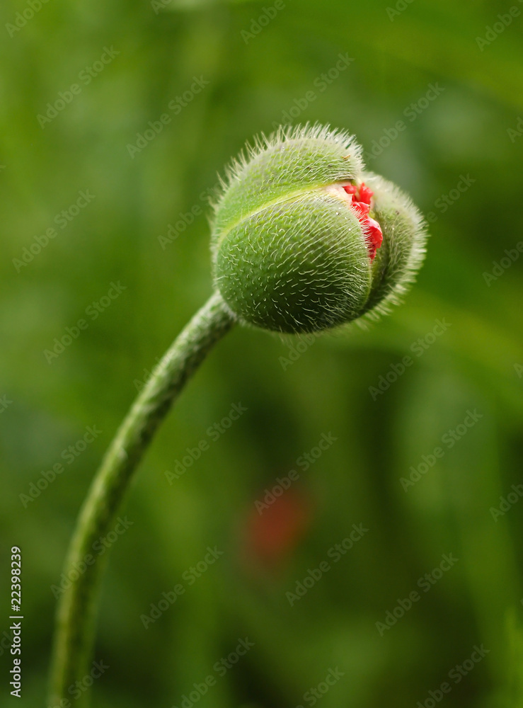 red poppies