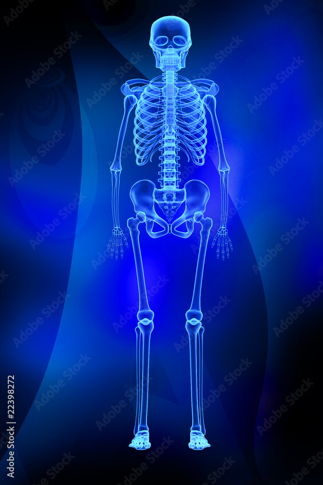 skeleton skeleton