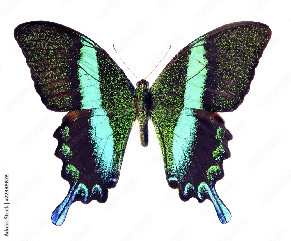 Naklejka premium Schmetterling - Falter freigestellt blau grün schwarz