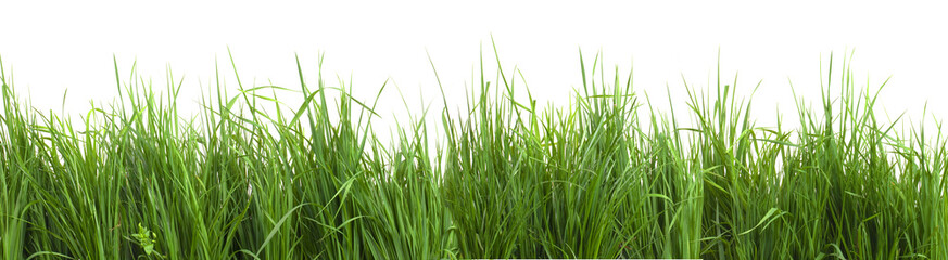 grass