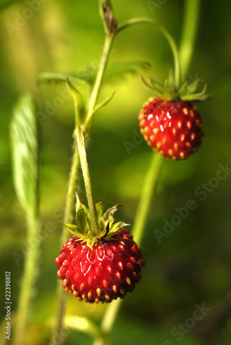 wild strawberry