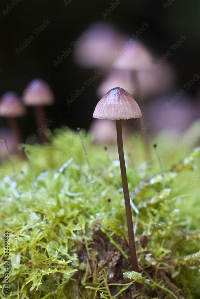 Fungi closeup growing on moss-covered log Fungi closeup growing on moss-covered log