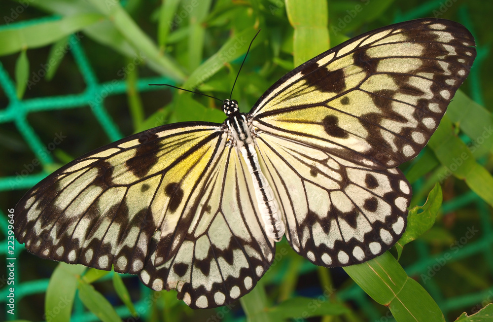 Obraz premium Butterfly