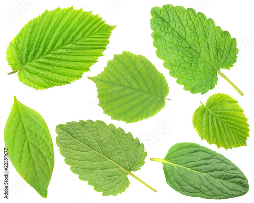 Collection of fresh spring leaves isolated on white