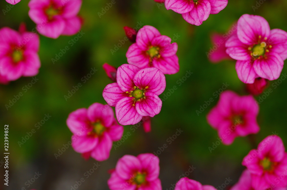 Kleine rosafarbene Blumen im Beet Kleine rosafarbene Blumen im Beet