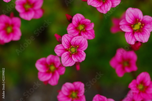 Kleine rosafarbene Blumen im Beet