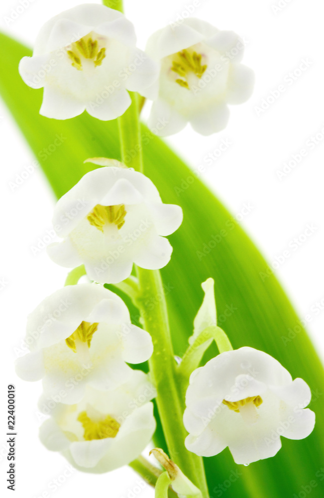 fleurs blanches de muguet porte-bonheur, fond blanc Stock Photo | Adobe  Stock