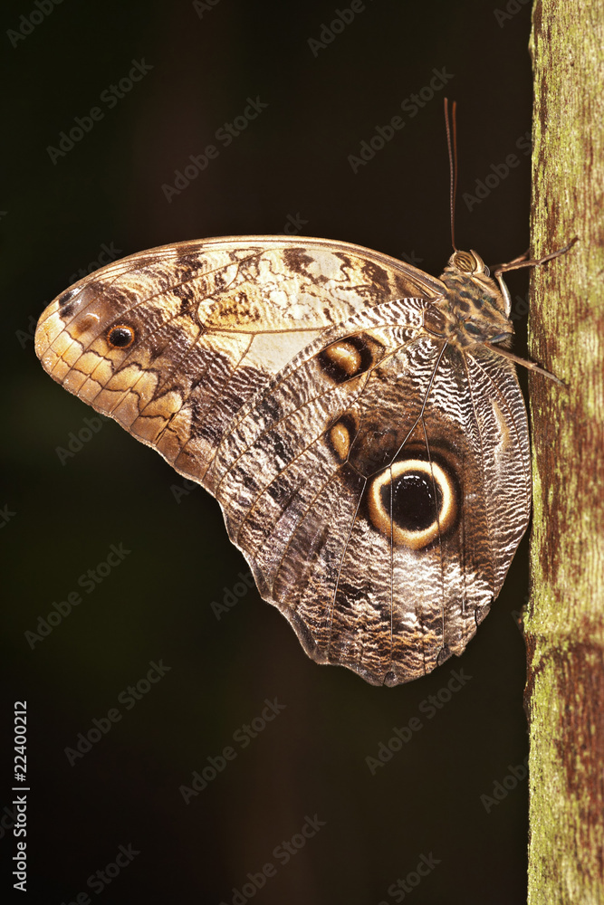 Fototapeta premium Blue Morpho Butterfly