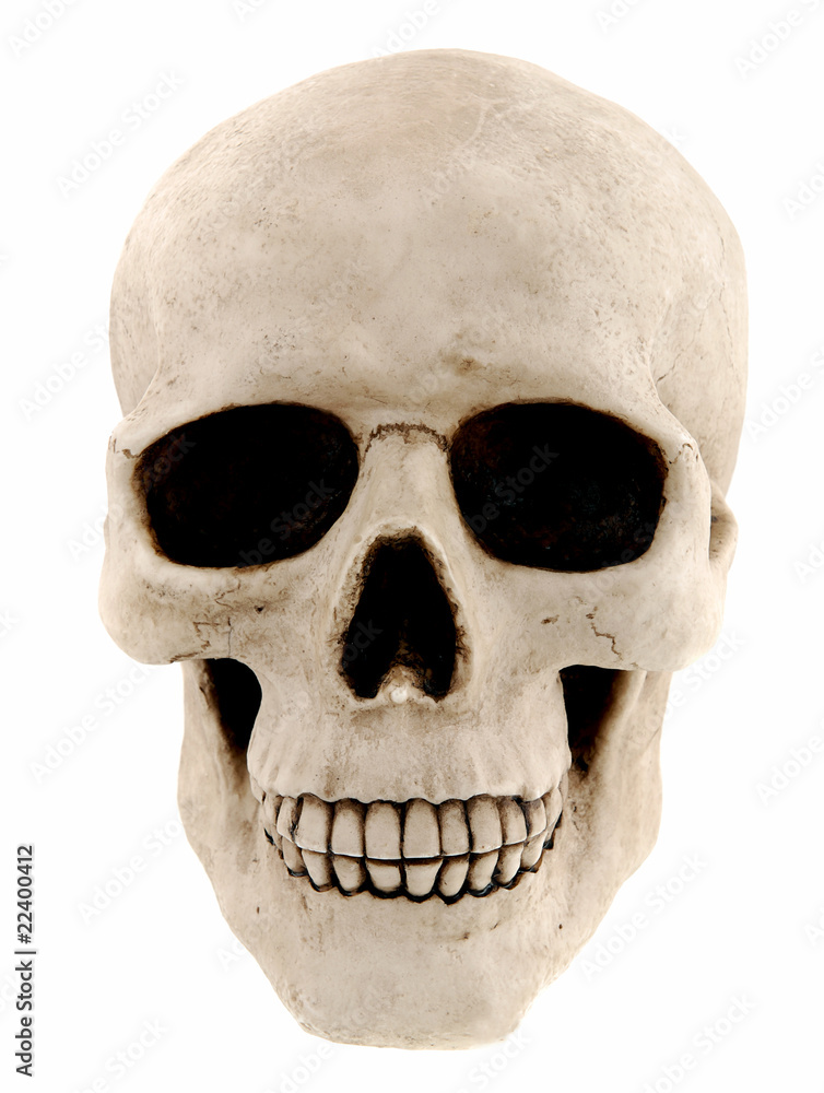 Obraz premium Human skull