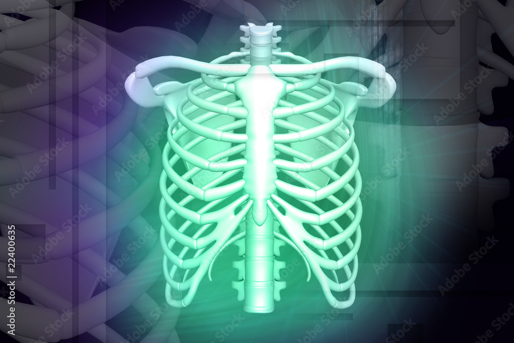 Obraz premium human rib