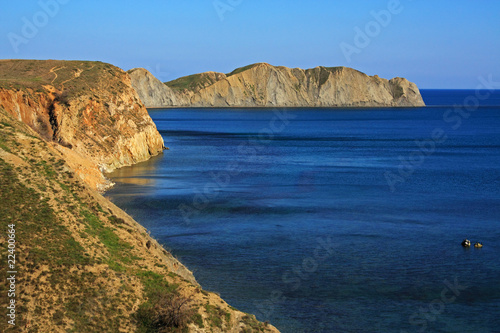 Cape Chameleon. Photo 9434