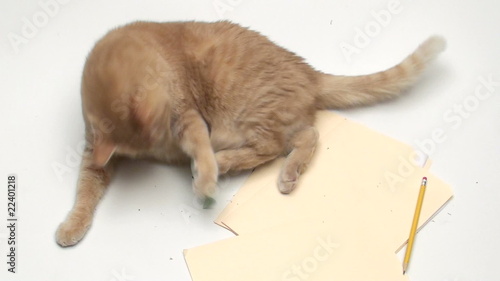 Cat with TEAMWORK post it note - HD