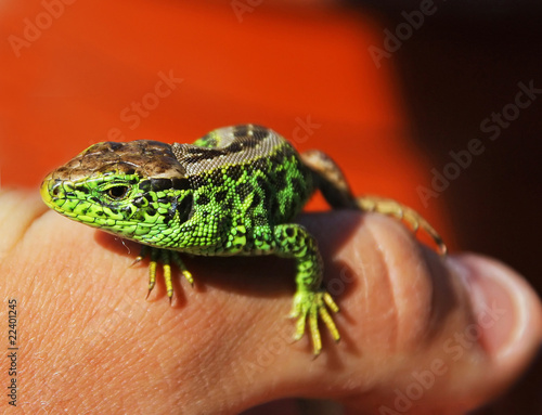 Lizard on the hand