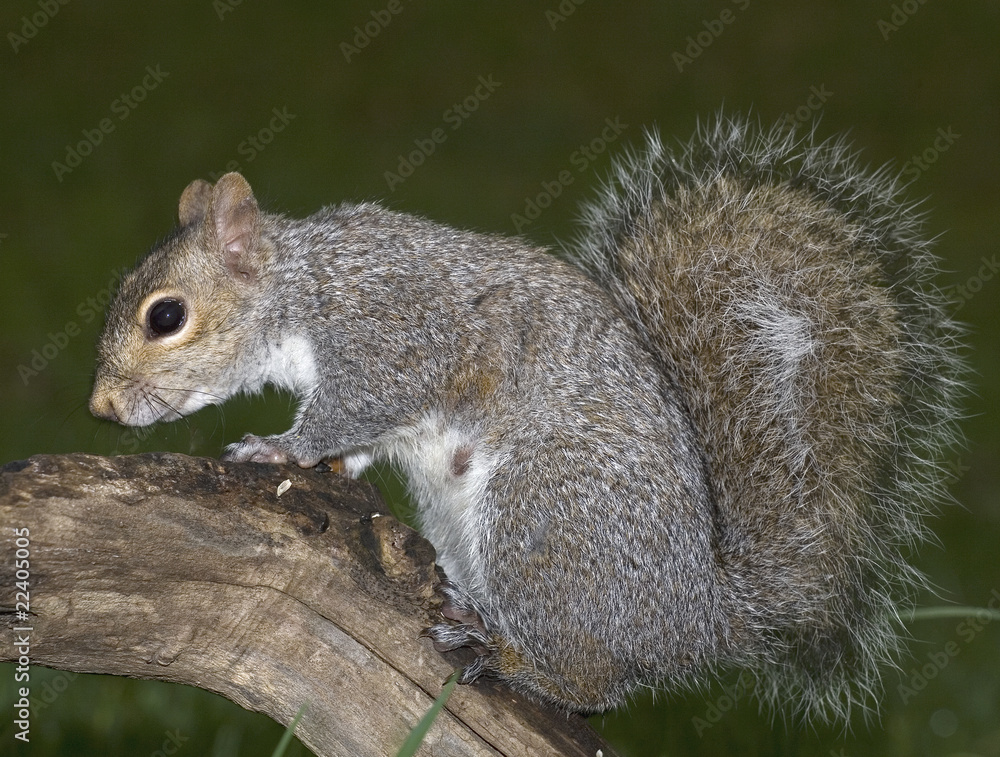 sniffing squirrel sniffing squirrel