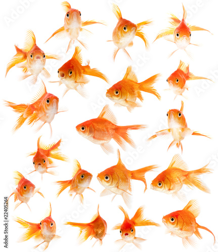 Set of goldfishes