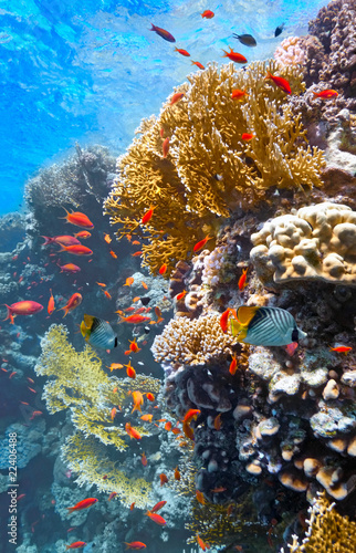 Fototapeta Naklejka Na Ścianę i Meble -  Coral scene on the reef