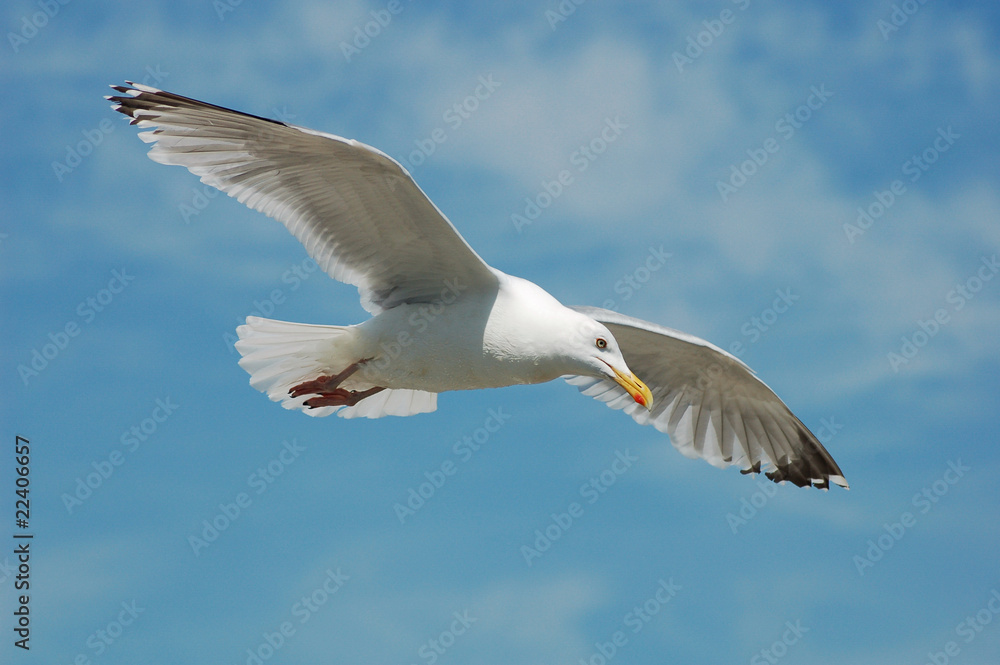 Fliegende Möwe Stock Photo | Adobe Stock