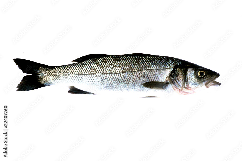 Sea Bass Fish Isolated Sea Bass Fish Isolated