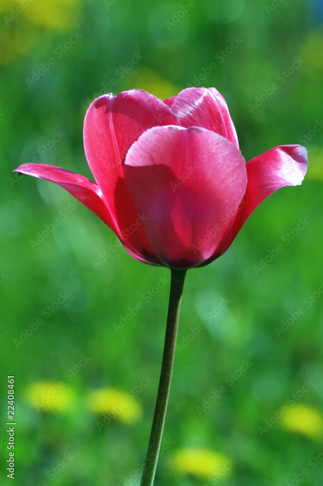 red tulip