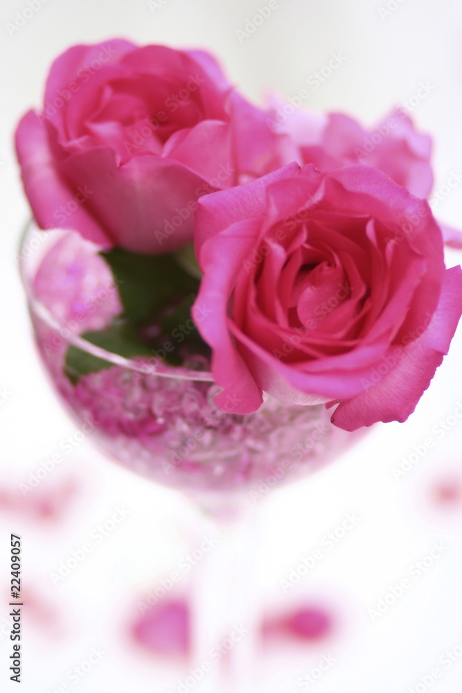 Fototapeta premium Rose in the cup.