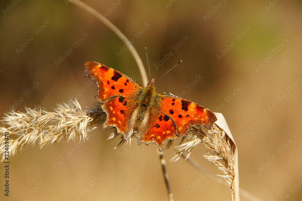Fototapeta premium Schmetterling