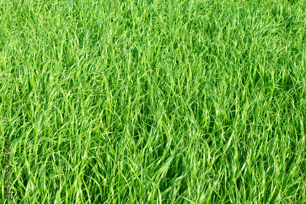 green gras green gras
