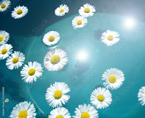 Daisies in water