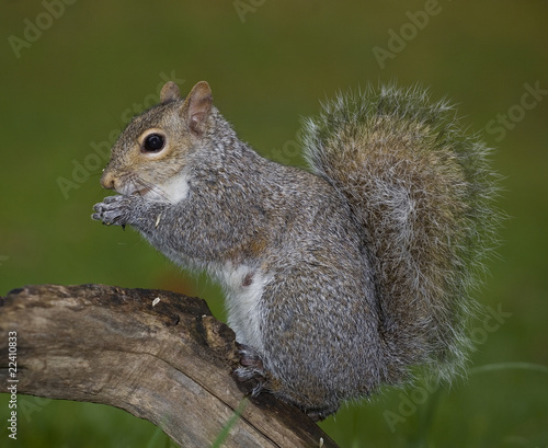 wet squirrel © Guy Sagi