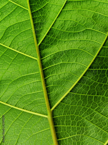 Flower leaves