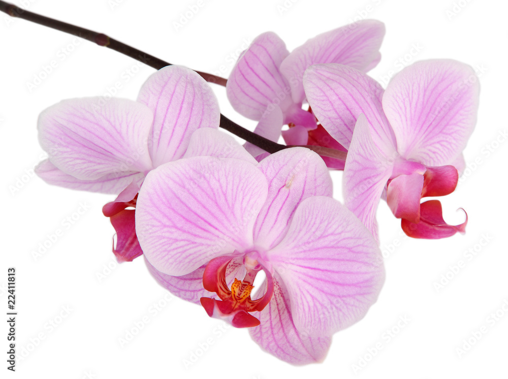 Pink stripy phalaenopsis orchid Pink stripy phalaenopsis orchid